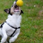 Actividades recreativas para mascotas después del trabajo