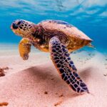 Descubre las fascinantes travesías de las tortugas marinas