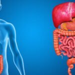 Funcionamiento y importancia de los sistemas biológicos humanos