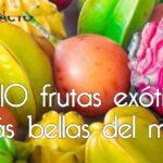 Guía de frutas populares por estación: descubre más aquí