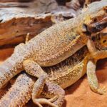 Partenogénesis en reptiles: diversidad y características